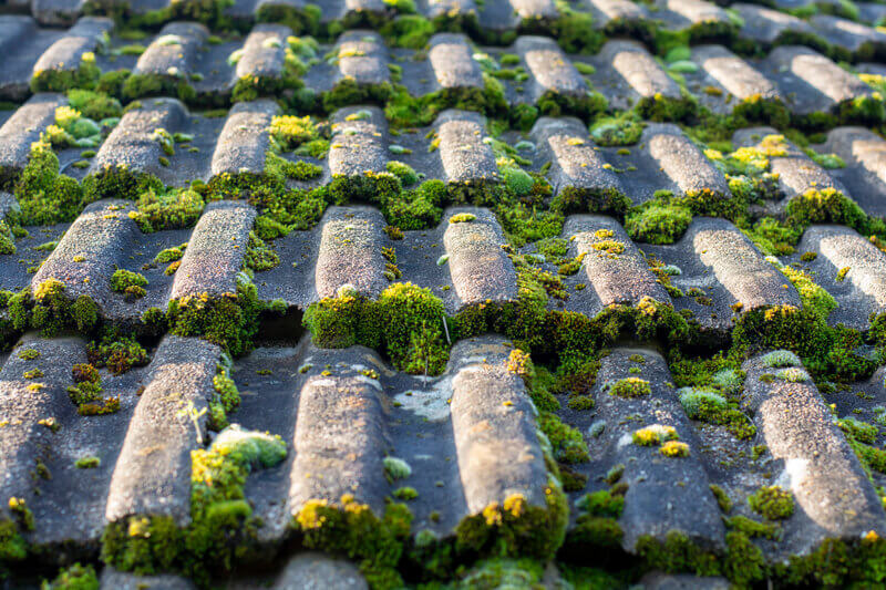 Moss and mould killer DIY on roof